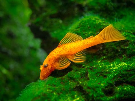 Super Red Bristlenose Pleco Ancistrus Sp Super Red Usa Bred