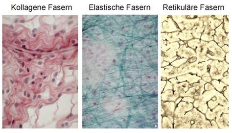 Histologie Testat I St Tz Bindegewebe Flashcards Quizlet