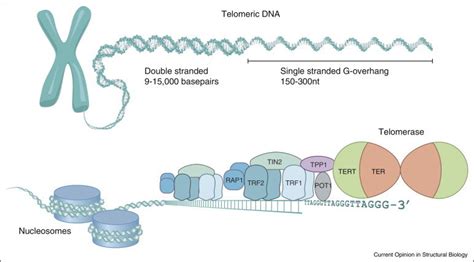 Human Telomere Structure And Telomerase Recruitment Telomeric Dna