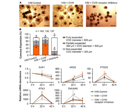 Effects Of CVW And Their Receptor Inhibitors On Cumulus Expansion