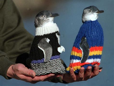 Penguins Need Sweaters | TIME