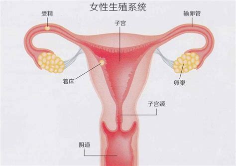 黄体期缺陷黄体功能不全的原因症状及治疗方法药物