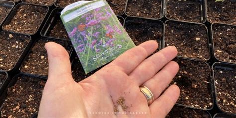 How To Grow Verbena Growing In The Garden