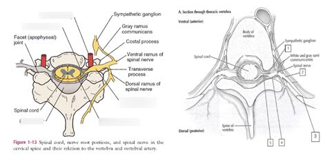 Spinal Cord Neuroanatomy Diagram Quizlet