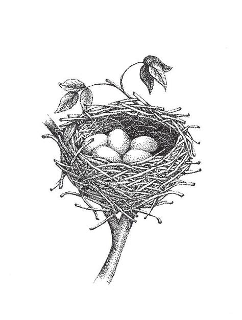 Nest Drawing Bird Nest By Christy Beckwith Bird Drawings Realistic