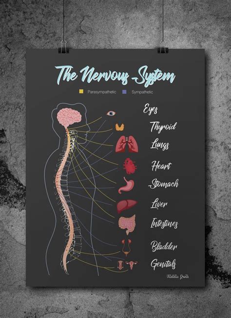 Chiropractic Nervous System Chiropractic Art Chiropractic Office