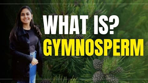 What Is Gymnosperms Naked Seeds Biology Gymnosperms Biology