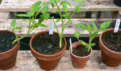 How To Propagate Tomato Plants From Cuttings Growing Tomato Plants