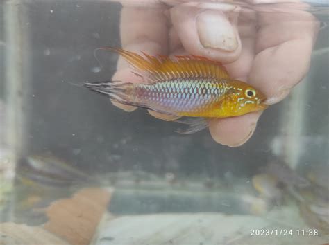 Keeping and breeding wild agassizii | Apistogramma.com