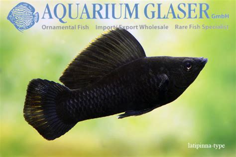 Black Molly = Black Molly? - Aquarium Glaser GmbH