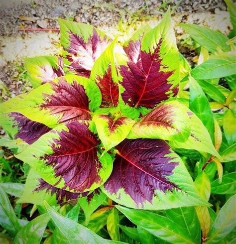 Amaranthus dubius Mart. ex Thell., Spleen amaranth (Useful plants of ...