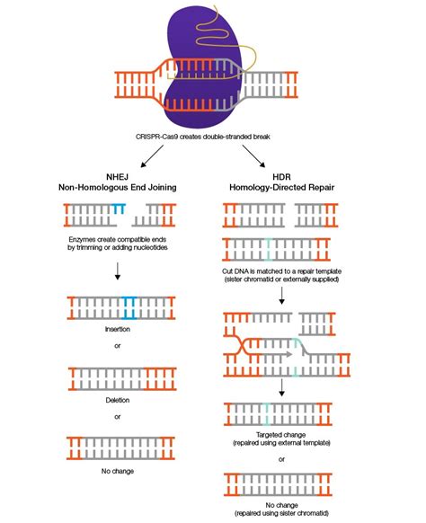 CRISPR Cas9 Diagram