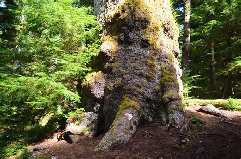 Sitka Spruce Giant At Windy Bay Lyell Island Haida Gwaii British Columbia Canada A Photo