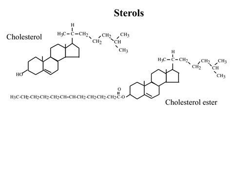 Ppt Lipids Powerpoint Presentation Free Download Id6796836