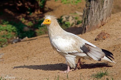 Egyptian Vulture Photos Egyptian Vulture Images Nature Wildlife