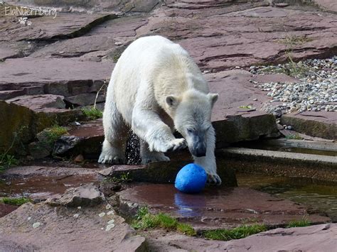 Vera Charlotte Eisbären Tiergarten Nürnberg meine Ela