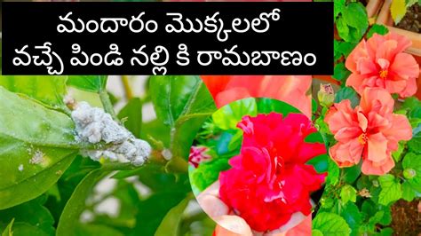 Mealybug Treatment On Hibiscus Plant Mealybug Control Hibiscus