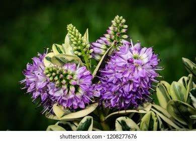 Isolated Hebe Plant Stock Photo Shutterstock