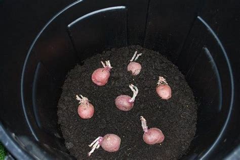 How To Grow Potatoes In Buckets In Easy Steps The Garden