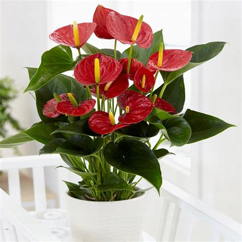 Anthurium Madural Anturium Czerwone Cm Oficjalne