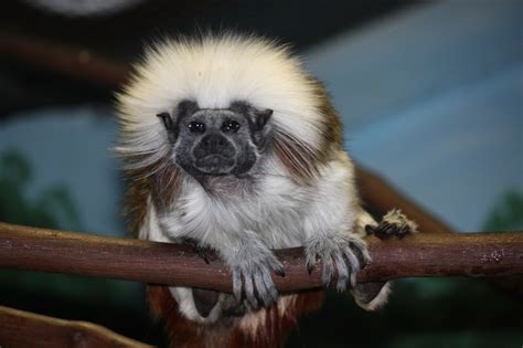 Cotton-top tamarins - James' website