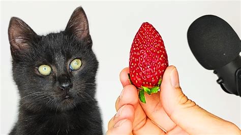 Cat Eating Strawberry Asmr Youtube