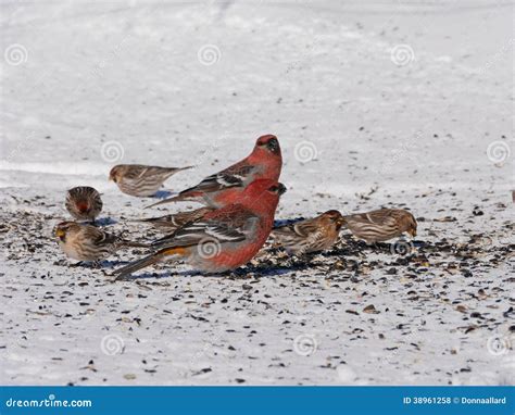 Colorful Winter Birds Eating Stock Photo - Image of brown, northern ...