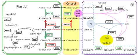 Schematic Diagram Representing Palmitoleic Acid Biosynthesis And Tag