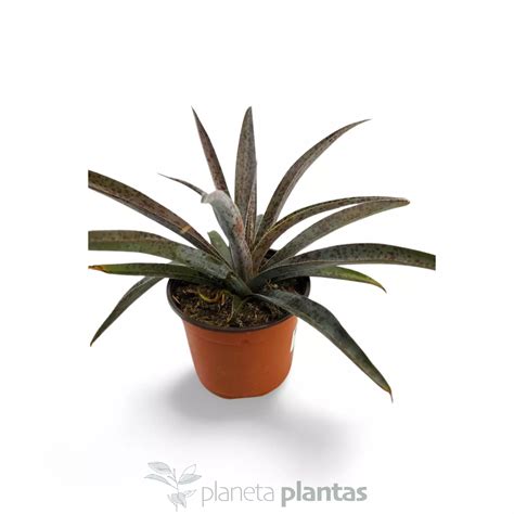 Mangave Pineapple Express Exclusivas Suculentas Crasas Cactus Y Agaves