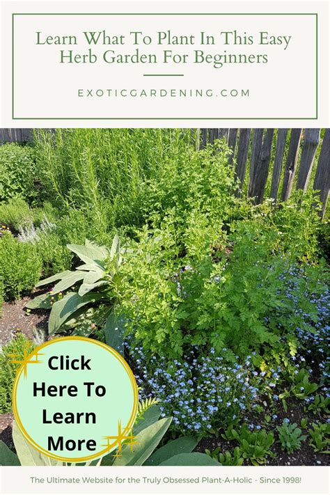 Learn What To Plant In This Easy Herb Garden For Beginners Exotic