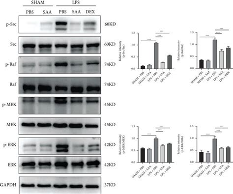 Effects Of Saa On Netosis And Src Raf Mek Erk Signaling Pathway In Lung