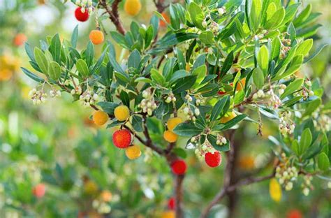 Arbutus unedo (Strawberry Tree)