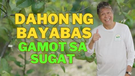 Dahon Ng Bayabas Para Sa Mga Sugat Hello Pagkain Tips Youtube