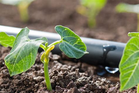 Il Clima Cambia L Irrigazione Rivulis Si Adatta Agrimeccanica