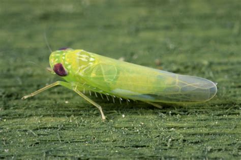 Leafhopper Empoasca Fabae Bugguide Net