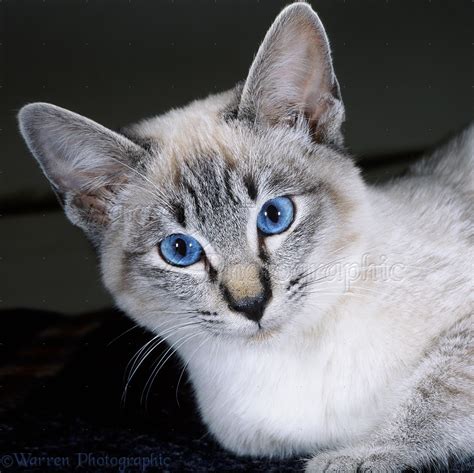 Portrait of tabby-point Siamese cat photo WP17288