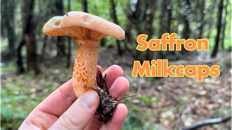 Saffron Milkcap Identification Edible Wild Mushrooms Lactarius