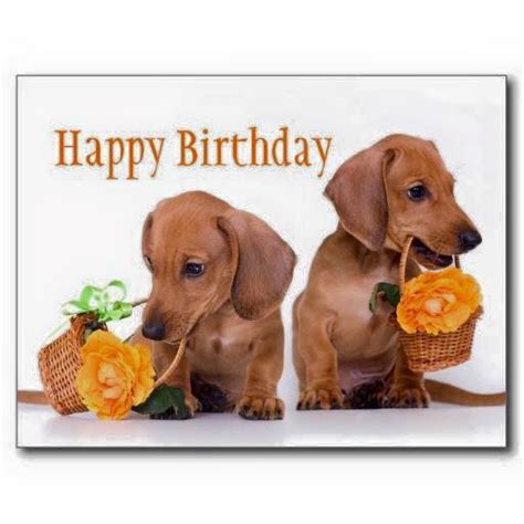 The Dachshund Escapades Happy Birthday Doxies