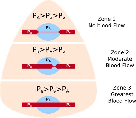 Alpp Ii Pulmonary Circulation Flashcards Quizlet