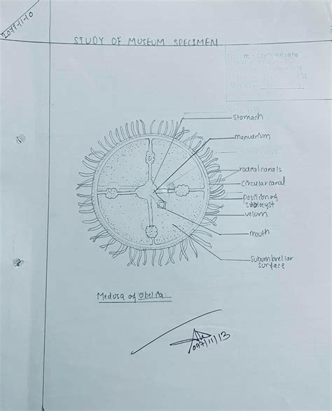 Study Of Museum Specimen Of Obelia And Medusa Of Obelia Coelenterata