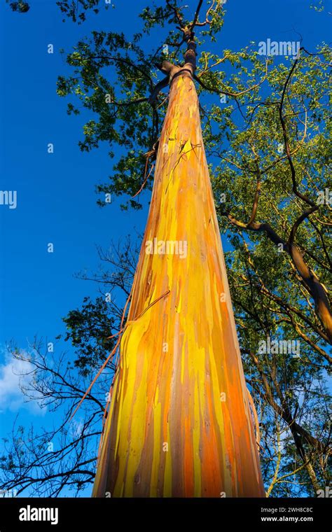 Rainbow Eucalyptus Trees At Keahua Arboretum Near Kapa A Kauai Hawaii Rainbow Eucalyptus Is A