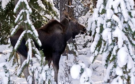 Moose in Snow Wallpapers - Top Free Moose in Snow Backgrounds - WallpaperAccess