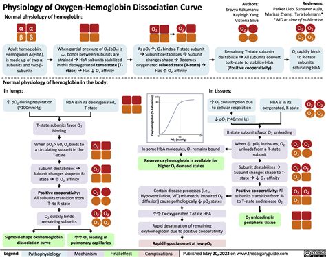 Physiology of Oxygen-Hemoglobin Dissociation Curve | Calgary Guide