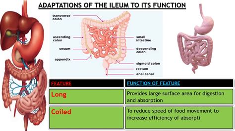 Adaptations of ileum to its functions - YouTube