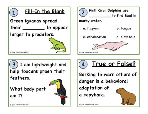 Animal Adaptations in the Rainforest Habitat Activities and Worksheets | Made By Teachers