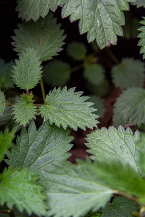 Foraging Stinging Nettle: Everything You Need to Know