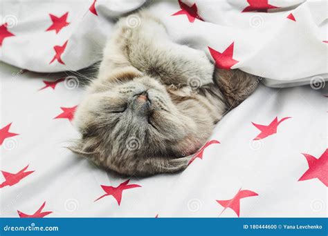 Sleeping Cat on Back Under the Covers on Beautiful Bedding with Stars. Sweet Healthy Sleep ...