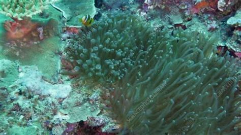 Clark S Anemonefish Stock Video Clip K004 8836 Science Photo Library