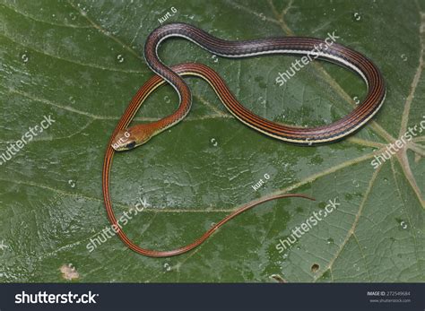 Full Body Shot Of A Striped Bronzeback Snake Stock Photo 272549684