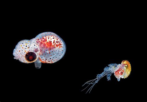 The Argonaut Octopus And The Jellyfish Dan Southern Africa